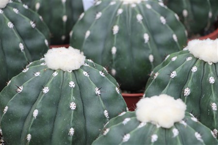 Melocactus maxonii inermis