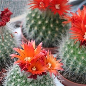 Parodia penicillata