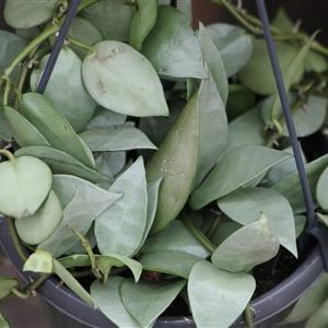 Hoya lucanosa Silver Leaf