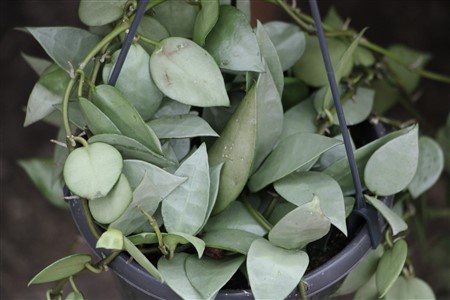 Hoya lucanosa Silver Leaf