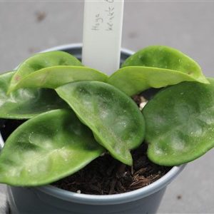 Hoya ‘Krinkle Eight’