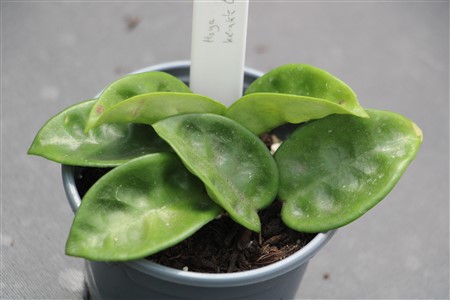 Hoya ‘Krinkle Eight’