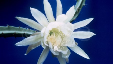Selenicereus atropilosus
