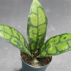 Hoya callistophylla Vena