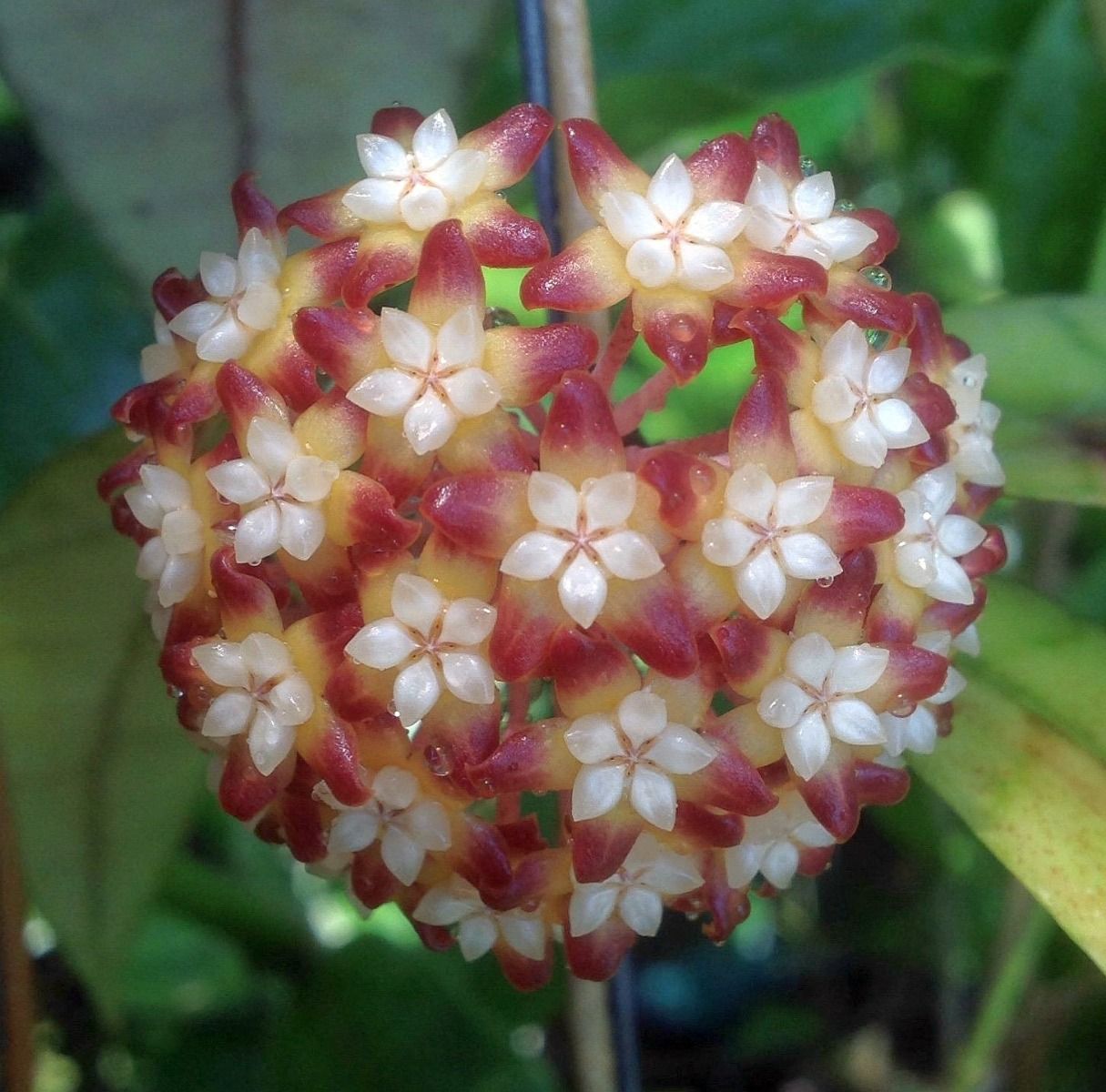 Hoya callistophylla Vena