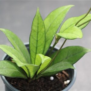 Hoya crassipetiolata