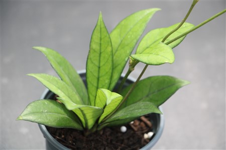 Hoya crassipetiolata