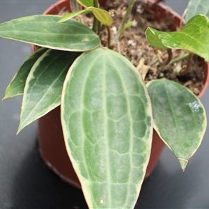 Hoya macrophylla albo marginata
