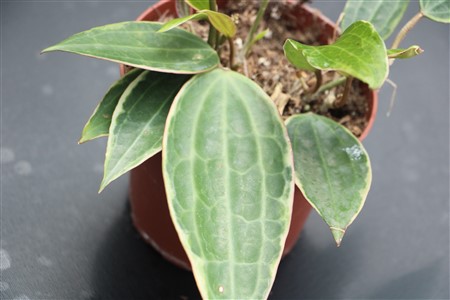 Hoya macrophylla albo marginata
