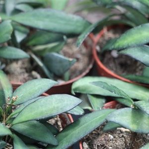 Hoya ‘Rosita’