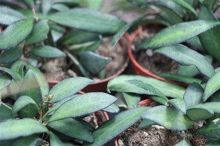 Hoya ‘Rosita’