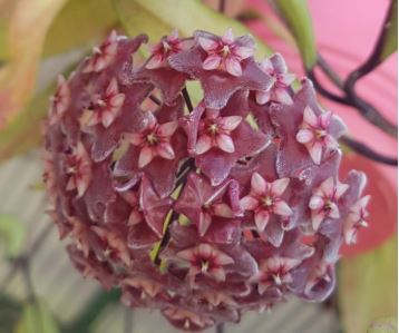 Hoya publicalyx Silverspot
