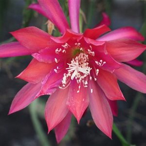 Peruvian Sun