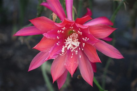 Peruvian Sun
